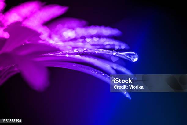 Gerbera Flower With Drops Heart Shaped Bokeh Stock Photo - Download Image Now - Flower, Backgrounds, Close-up
