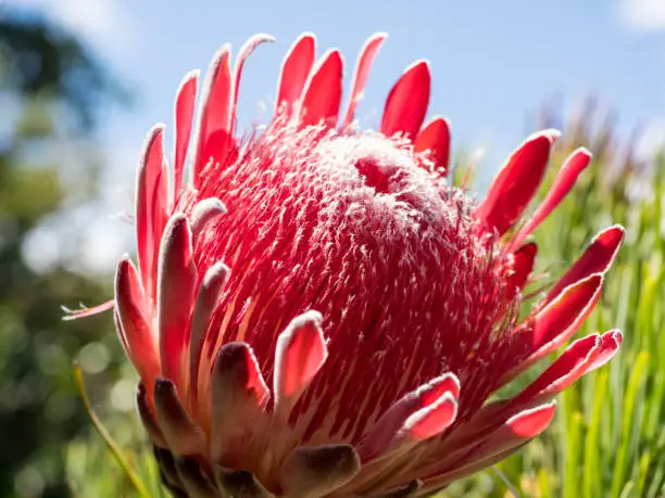 View of red protea sugarbush flower