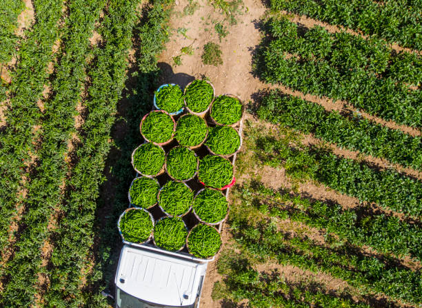 vista aérea de pimentas verdes no campo de pimenta - birds eye chilli - fotografias e filmes do acervo