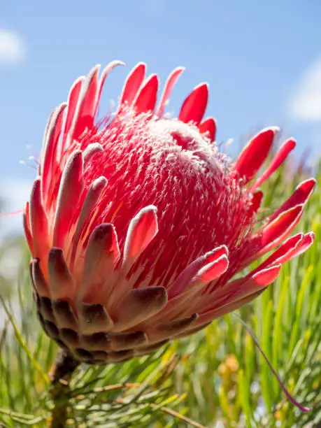View of red protea sugarbush flower