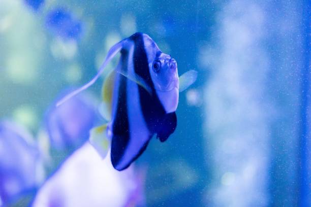 istock Fish swimming in water 1454860825