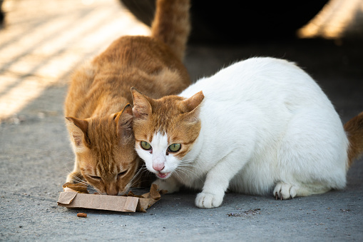 Cats eats food outside the home