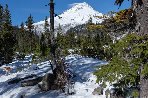 Winter view of Mount Hood and Mount Hood National Forest with the first snow of the year in late autumn