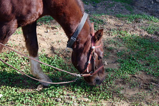 Chestnut horse oa pasture land eating clover