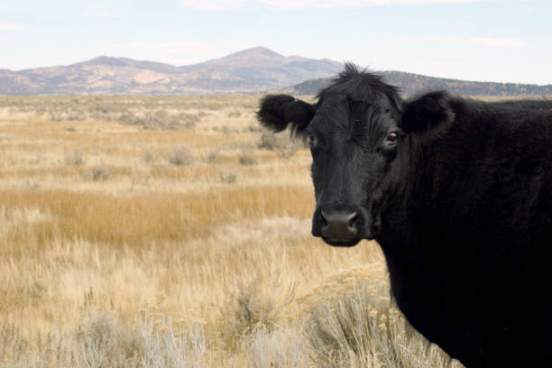 istock Black Cow in Field in Northeastern California 1454862615