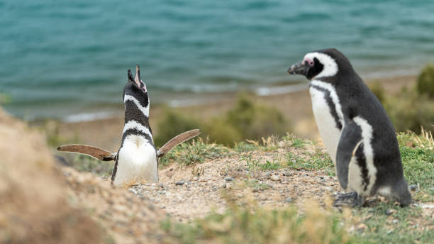 istock Soft focus of Humboldt penguins at a grassy shore 1454863301