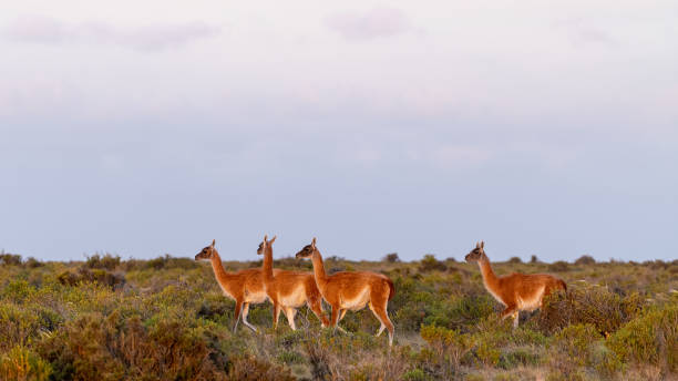 istock Group of guanacos roaming a bushland against a hazy sky 1454863521