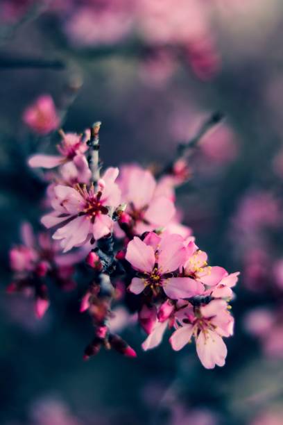 istock Vertical shot of almond blossoms 1454864487