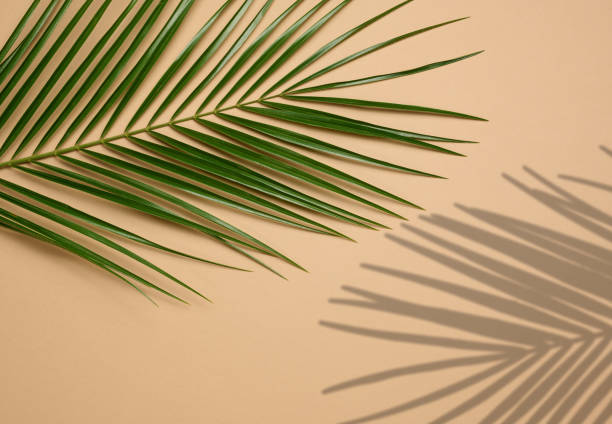 istock Green leaf of palm tree on brown background. View from above, copy space 1454864593