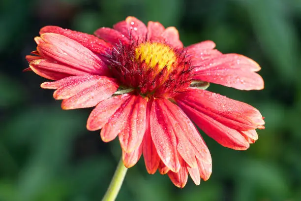 A close up shot of blanket flower (Gaillardia grandiflora) on the blurred background