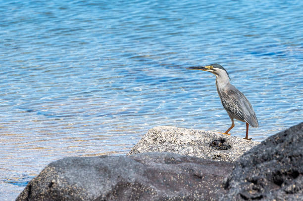 Striated Heron, butorides striata, Tombeau Bay, Mauritius