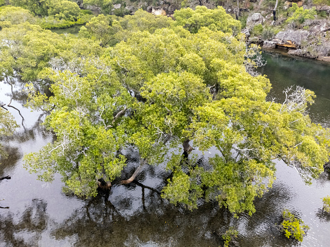 Aerial view of ocean bay with tree growing in water, NSW Australia