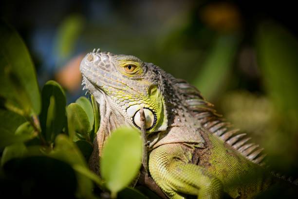 istock Closeup of an Iguana resting surrounded by greenery and leaves 1454868043