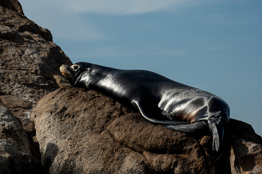 Playful sealion leaves a curving trail of underwater bubbles under splashing waves in the Galapagos sea 