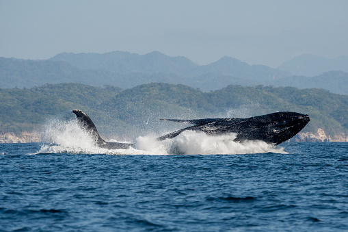 Humpback Whale Splashing Into Water or Breaching on a Clear Day in Banderas Bay near Puerto Vallarta Mexico in the Pacific Ocean