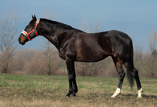 Seal brown colored stallion standing in pasture, lateral view