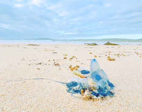 Horizontal closeup photo of bright blue Portuguese Man o’ War jellyfish or Blue Bottles washed up on the sand beach at high tide. Tabourie near Ulladulla, south coast NSW in Summer.