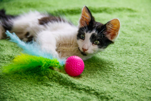 istock Beautiful kitten playing with a toy on a bed 1454870503