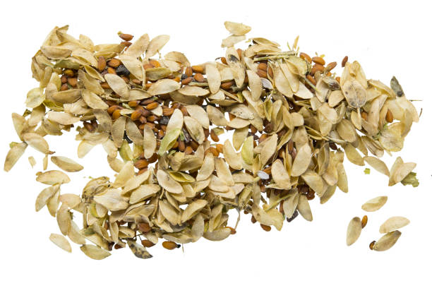 istock Garden cress seeds pile at white background 1454871227