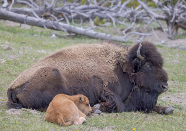 Bison with calf stock photo