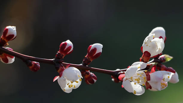 istock Blooming apricot on a spring sunny day 1454872891