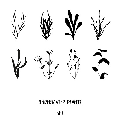 Underwater plants in black on white background. Hand drawn submerged sea and ocean weeds set for advertising and promotion such as logo, T-shirt and cap placement prints, stickers, banners, flyers