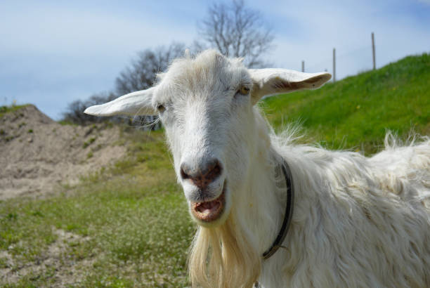 istock a hornless goat with white wool grazes on a green meadow 1454877298