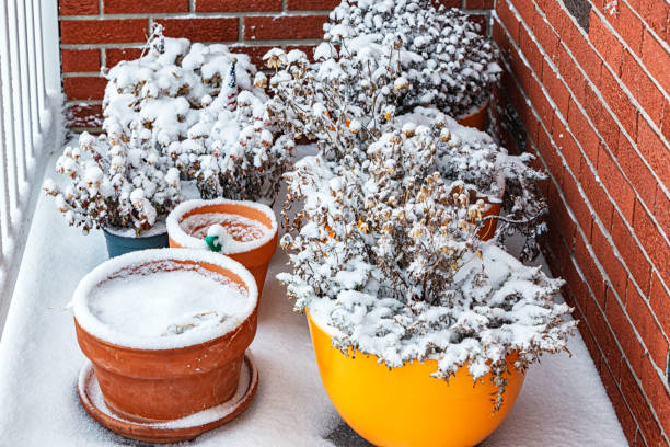 Frozen snow covered flowers and plants in a large group of colorful pots huddled and crowded together in a corner of a residential home front porch after a winter storm.