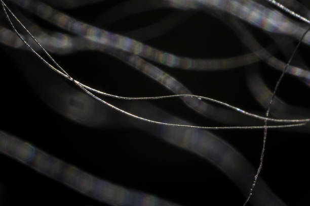 Ultra-macro image of isolated wool fiber. Shot in Namaqualand, Northern Cape Province, South Africa.