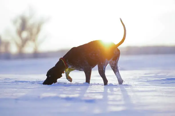 Photo of Young black and white Greyster dog posing outdoors wearing a red collar with a yellow GPS tracker on it walking on a snowy field and hunting on sunset in winter