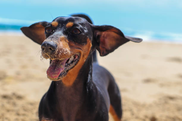 istock Dachshund pup playing and having fun on the beach 1454881385