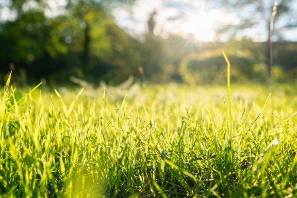 istock summer meadow with green grass, macro view with sun rays background 1454881435