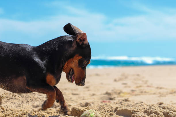 Dachshund pup playing and having fun on the beach and sandunes in Sardinia bay , eastern cape South Africa