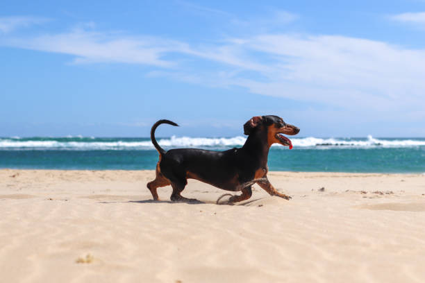 Dachshund pup playing and having fun on the beach and sandunes in Sardinia bay , eastern cape South Africa