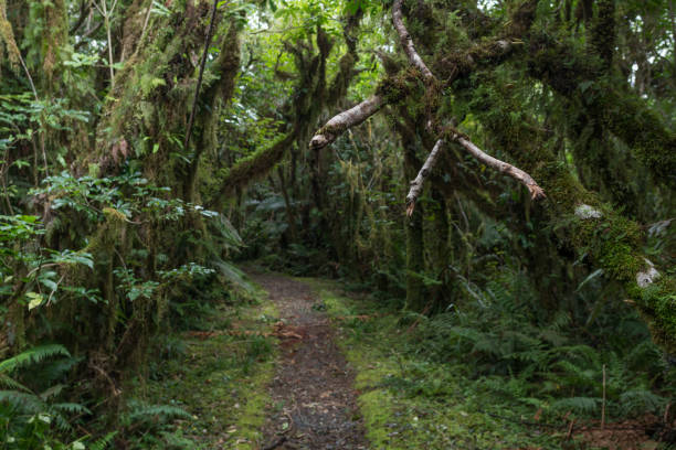 istock New Zealand Jungle 1454884834