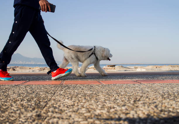 istock Man Walking At Seaside With His Dog 1454885007