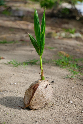 Coconut in Kota Belud