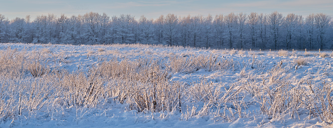 The Winter landscape with wood on background sky with cloud. Beautiful nature at solar day in Russia