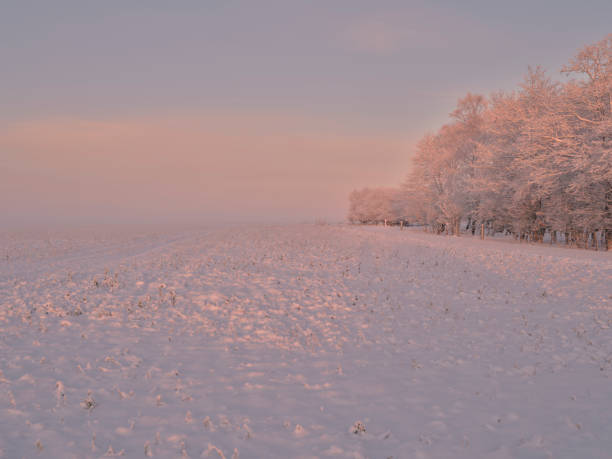 Lonely tree in frosty morning