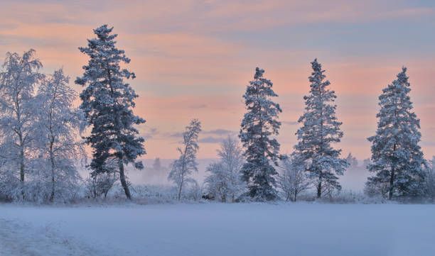 Danish nature in wintertime - dressed in frost and snow