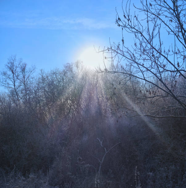 Silhouette of snow - covered dry thickets of coastal reeds against background of winter gray sky with setting sun. Pampas grass, beauty in nature, outdoor. Copy space. Selective focus.