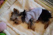 Closeup of an adorable little Yorkshire Terrier puppy with fluffy brown fur laying in a dog bed