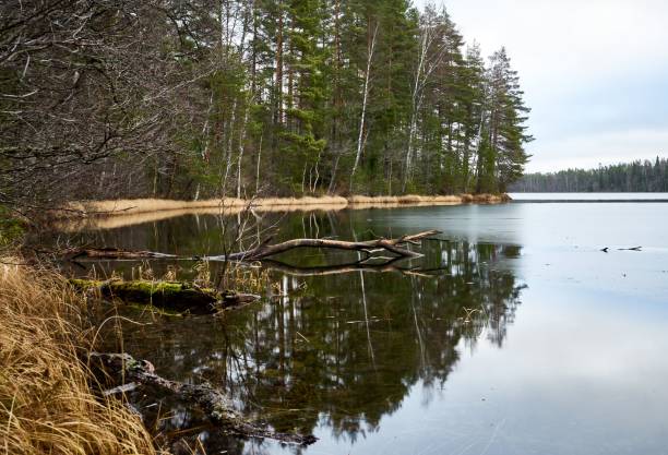 istock Image of a lake with reflections of trees on it. 1454888903