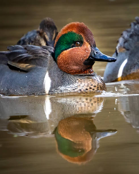 istock Green Winged Teal Duck in Huntley Meadows park in Virginia 1454889138