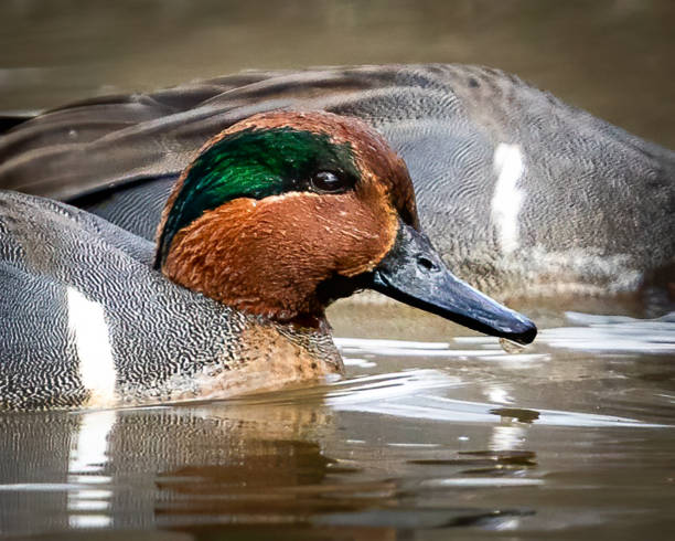 istock Green Winged Teal Duck in Huntley Meadows park in Virginia 1454889194