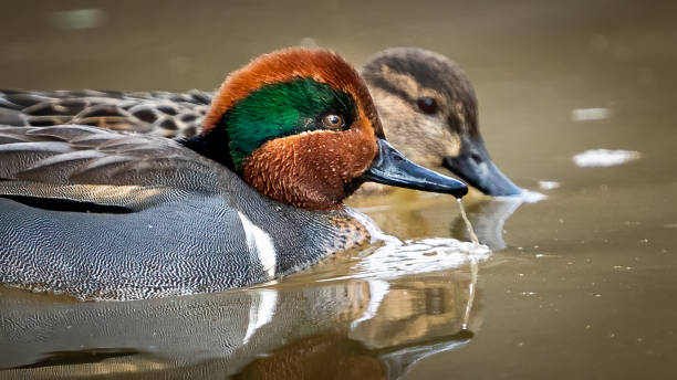 istock Green Winged Teal Duck in Huntley Meadows park in Virginia 1454889199