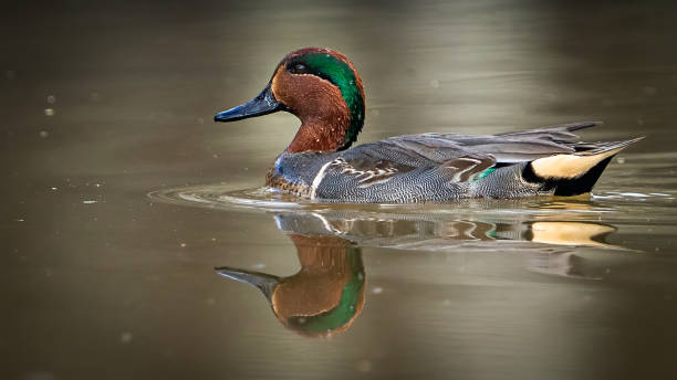 Green Winged Teal Duck in Huntley Meadows park in Virginia
