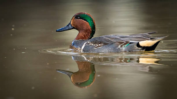 Green Winged Teal Duck in Huntley Meadows park in Virginia Green Winged Teal Duck in Huntley Meadows park in Virginia green winged teal duck stock pictures, royalty-free photos & images
