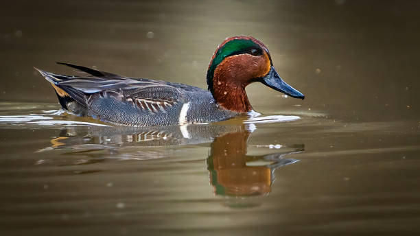 istock Green Winged Teal Duck in Huntley Meadows park in Virginia 1454889225