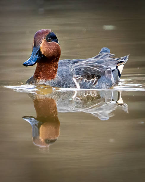 istock Green Winged Teal Duck in Huntley Meadows park in Virginia 1454889230